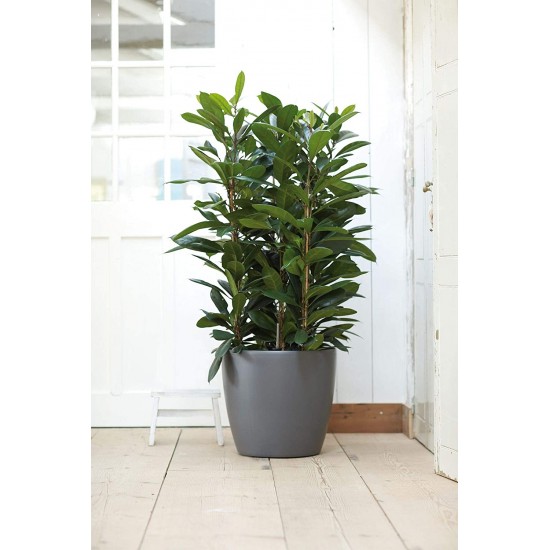 Dekoratif Saksı - BRUSSELS Q30X27 cm ANTRASİT