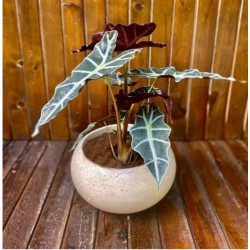 Beton Bonsai Saksısı Büyük - 15-35-55-85-120-270 Litre