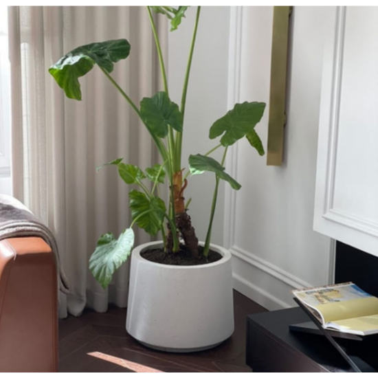 Beton Saksı - Aloha Serisi - 30-55-75 Litre