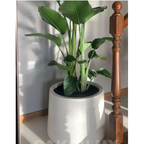 Beton Saksı - Aloha Serisi - 30-55-75 Litre