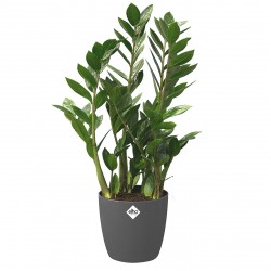 Dekoratif Saksı - BRUSSELS Q30X27 cm ANTRASİT