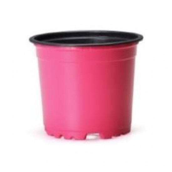 VCG 10.5 PEMBE 10 adet Kaktüs ve Sukulent Saksısı