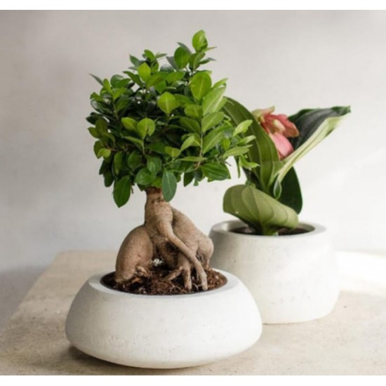 Büyük Beton Bonsai Saksısı - 46-90-100-155 Litre