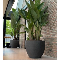 Büyük Beton Saksı - Biden Serisi - 25-36-60-80-95-165-280 Litre