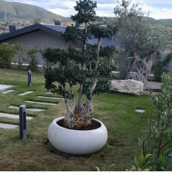 Beton Bonsai Saksısı Büyük - 15-35-55-85-120-270 Litre