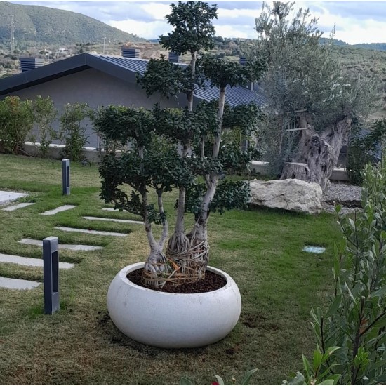 Beton Bonsai Saksısı Büyük - 15-35-55-85-120-270 Litre