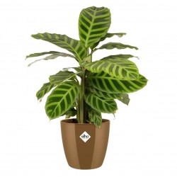 Elho Dekoratif Kaktüs ve Sukulent Saksısı BRUSSELS DIAMOND ROUND 18 cm ALTIN