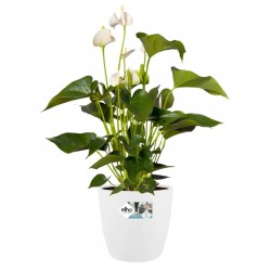 Dekoratif Saksı BRUSSELS DIAMOND ROUND 14 CM BEYAZ