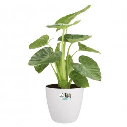 Dekoratif Beyaz Saksı - Elho BRUSSELS Q16X15 cm 