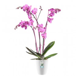 Orkide Saksısı - Elho BRUSSELS DIAMOND ORCHID HIGH 12,5 cm BEYAZ