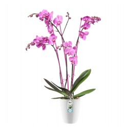 Orkide Saksısı - Elho BRUSSELS DIAMOND ORCHID HIGH 12,5 cm BEYAZ