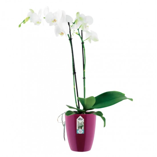Orkide Saksısı Elho BRUSSELS DIAMOND ORCHID HIGH 10,5 cm Kiraz