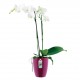 Orkide Saksısı Elho BRUSSELS DIAMOND ORCHID HIGH 10,5 cm Kiraz