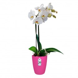 Orkide Saksısı - Elho BRUSSELS DIAMOND ORCHID HIGH 10,5 cm PEMBE
