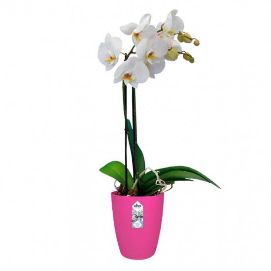 Orkide Saksısı - Elho BRUSSELS DIAMOND ORCHID HIGH 12,5 cm PEMPE