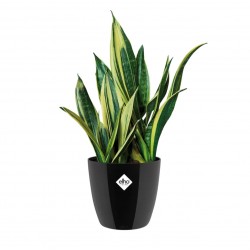 BRUSSELS Q20X19 cm SİYAH