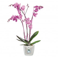 Şeffaf Orkide Saksısı - Elho BRUSSELS ROUND 12,5 cm