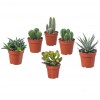 Küçük Kaktüs ve Sukulent Saksısı 57x50mm 0.10 Litre 100 Adet 