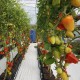AUTOPOT EASY2GROW 8.5 LİTRELİK -  20 SAKSILI SİSTEM