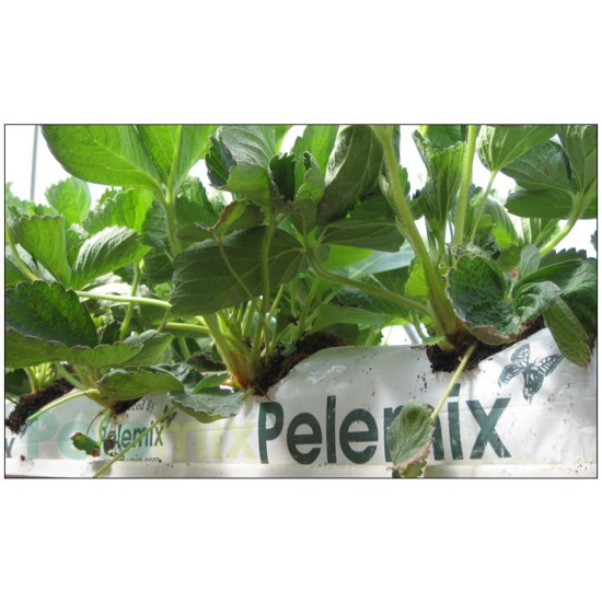 HİNDİSTAN CEVİZİ KABUĞU (COCOPEAT) TORBA ÇİLEK 100x12x12cm BEYAZ