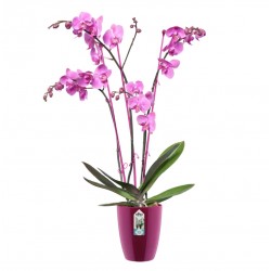 Orkide Saksısı Elho BRUSSELS DIAMOND ORCHID HIGH 10,5 cm Kiraz
