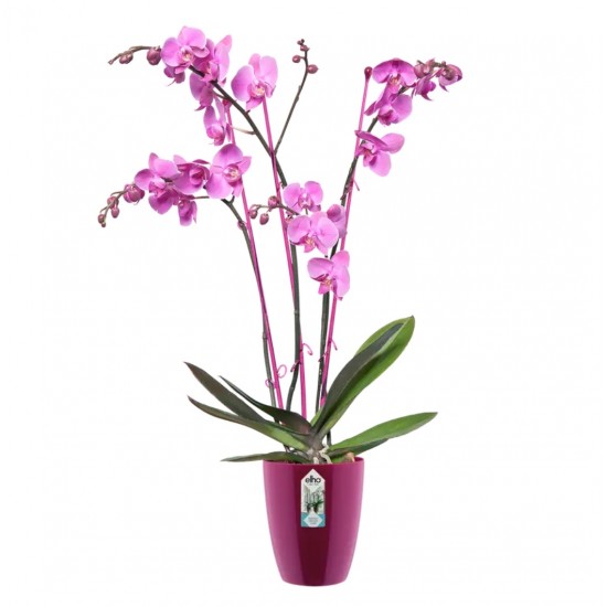 Orkide Saksısı Elho BRUSSELS DIAMOND ORCHID HIGH 10,5 cm Kiraz