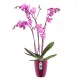 Orkide Saksısı Elho BRUSSELS DIAMOND ORCHID HIGH 10,5 cm Kiraz