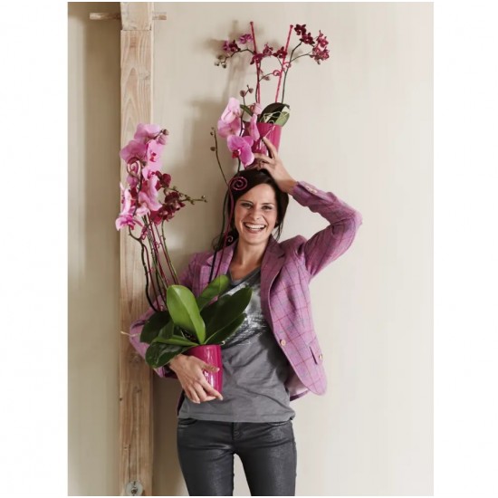 Orkide Saksısı Elho BRUSSELS DIAMOND ORCHID HIGH 10,5 cm Kiraz