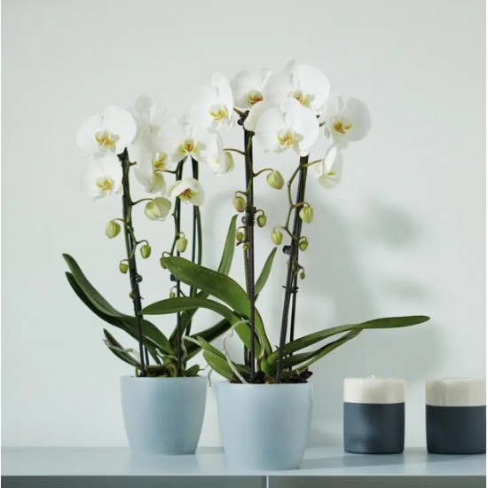 Şeffaf Orkide Saksısı - Elho BRUSSELS ROUND 12,5 cm ORCHID ŞEFFAF